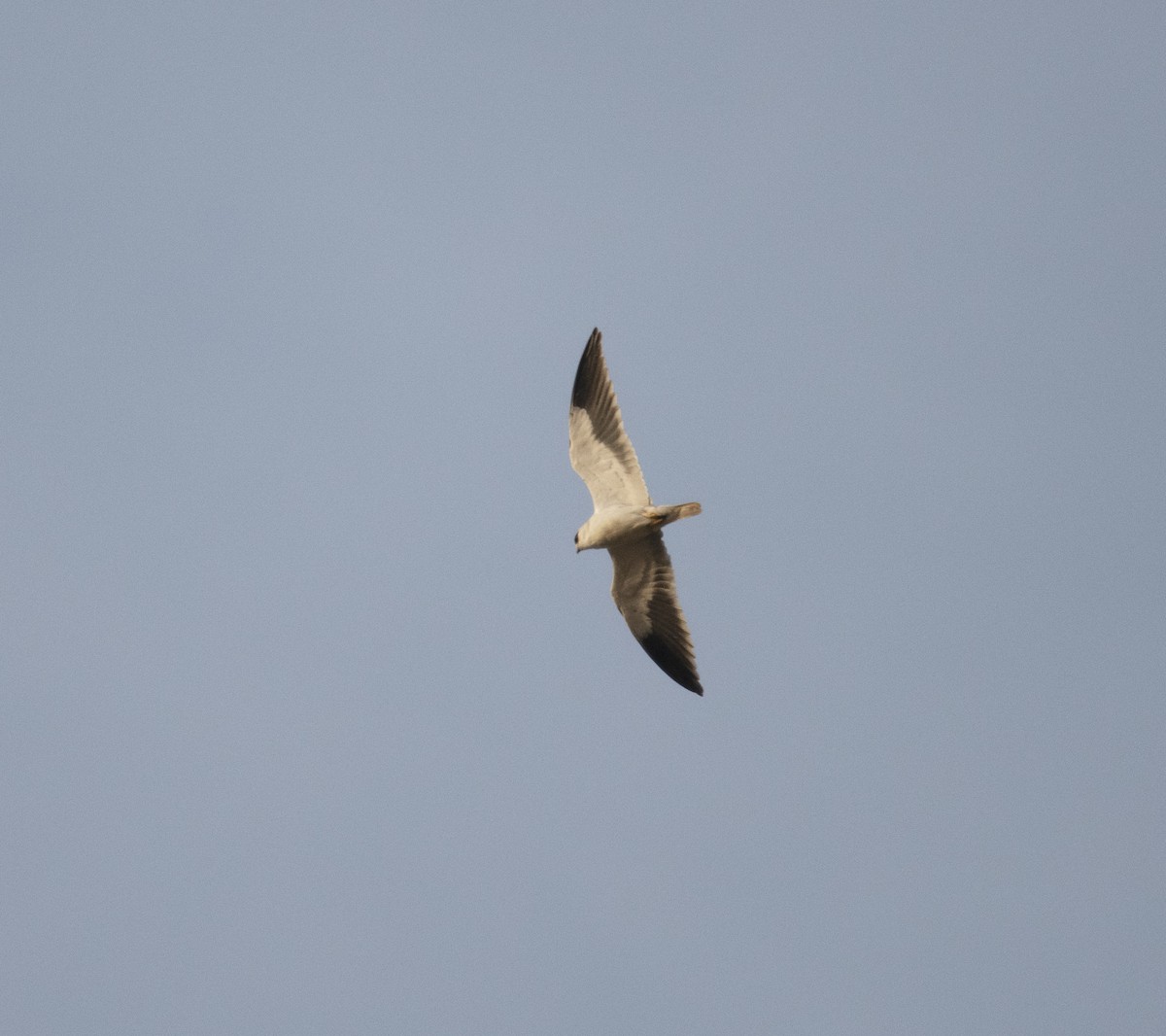 Black-winged Kite (Asian) - ML398035661