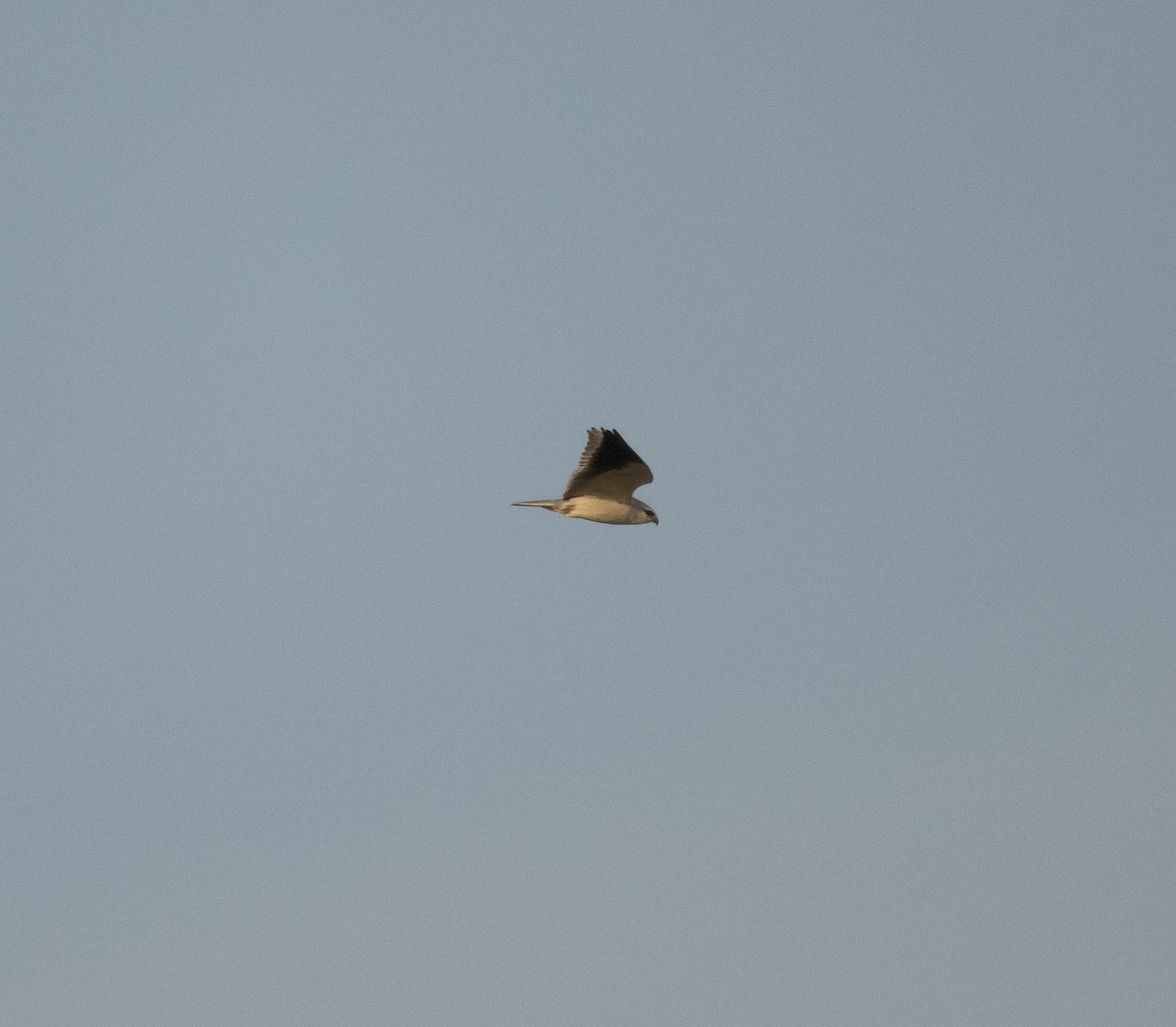 Black-winged Kite (Asian) - ML398035711