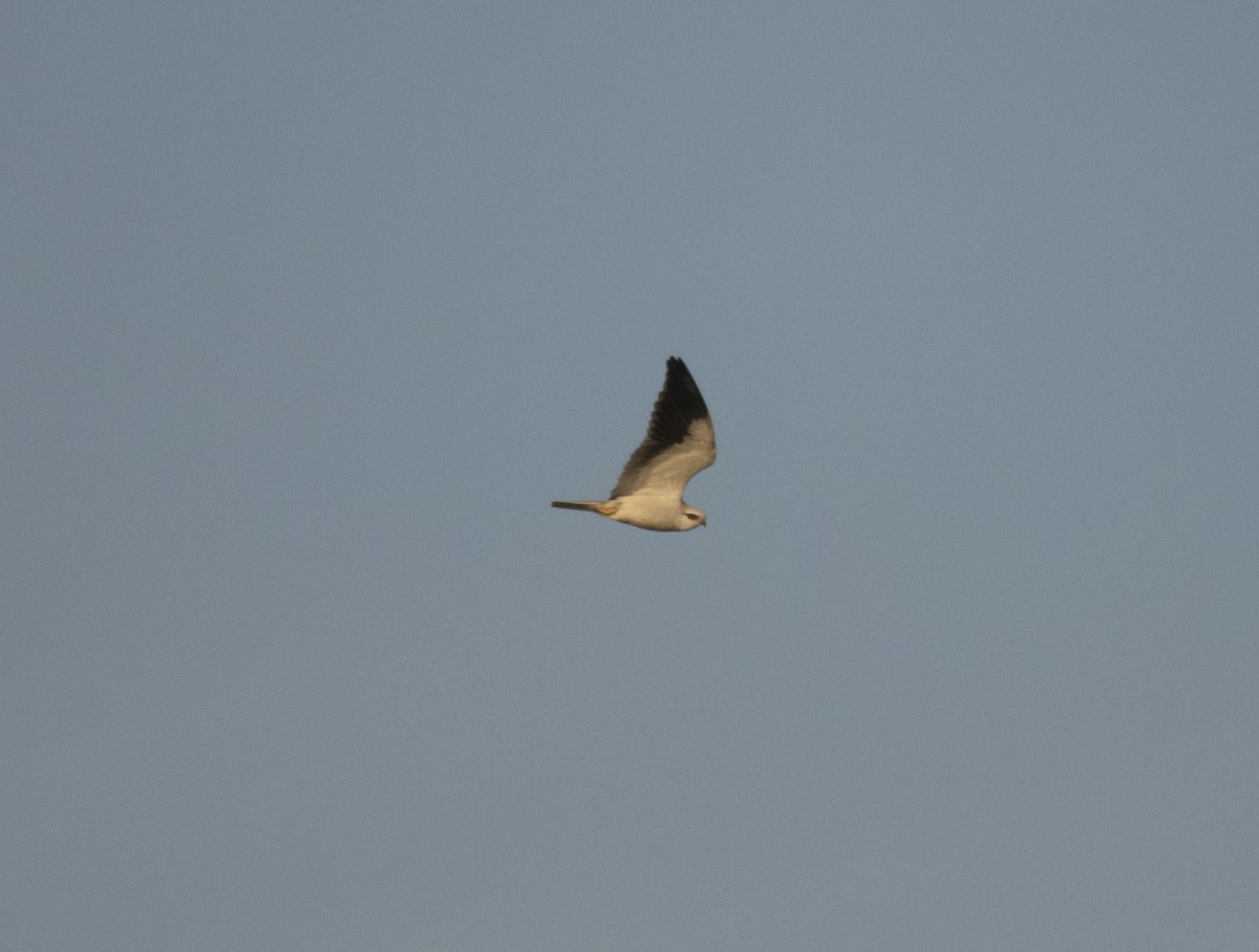 Black-winged Kite (Asian) - ML398035721