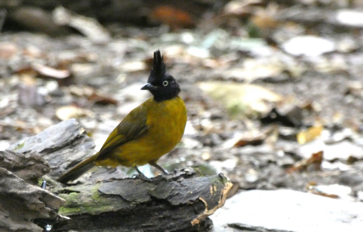 Black-crested Bulbul - ML398035791