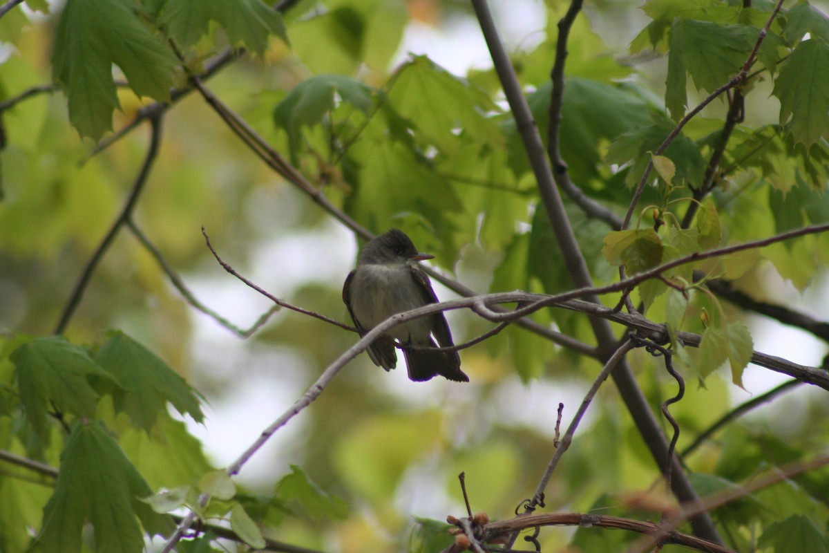 Eastern Wood-Pewee - Kenneth G.D. Burrell