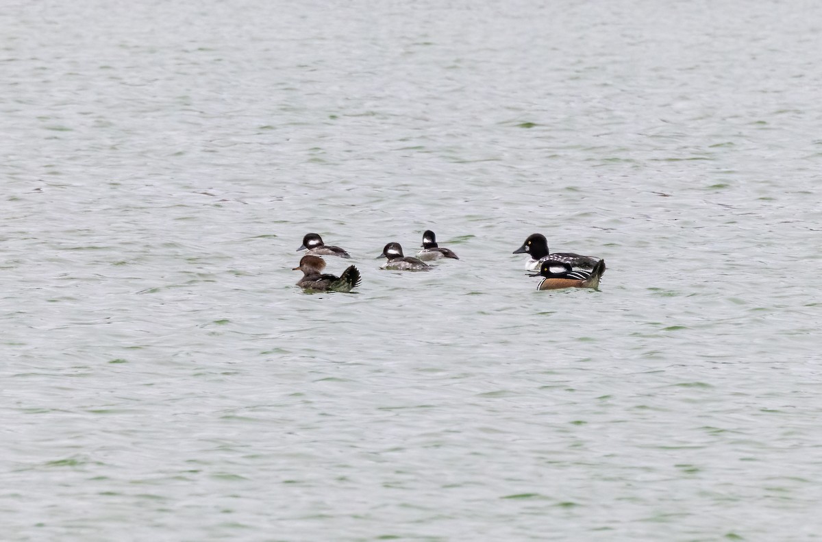 Hooded Merganser - ML398037611