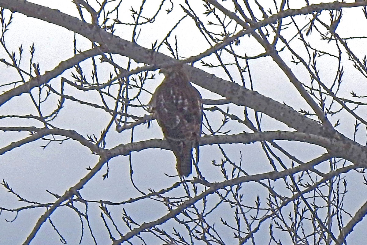 Red-tailed Hawk - ML398038051