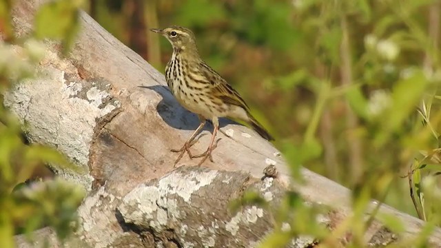 ウスベニタヒバリ - ML398039591