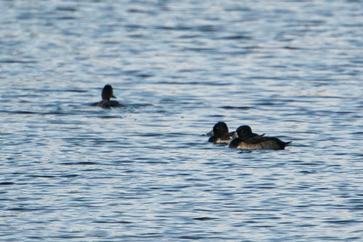 Ring-necked Duck - ML398041481