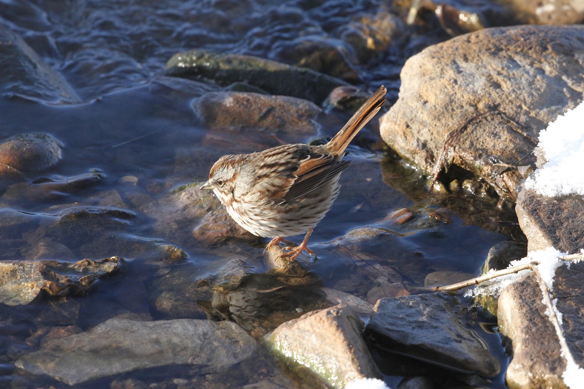 Song Sparrow - Mike Rabenberg