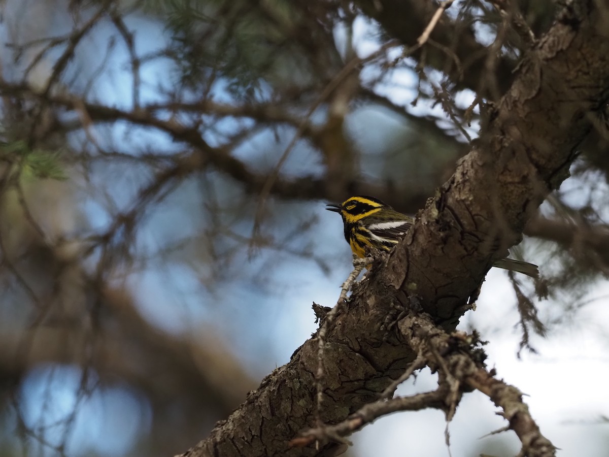 Townsend's Warbler - ML398043201