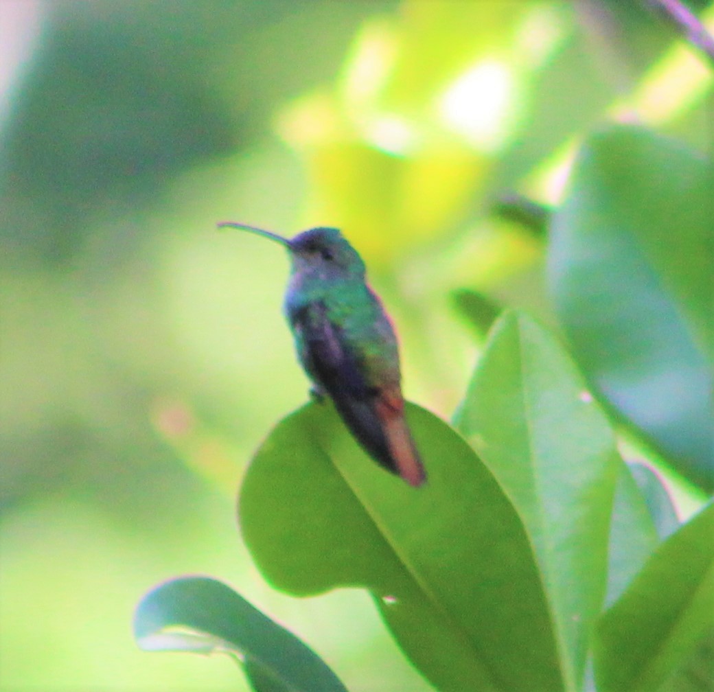 kolibřík azurovoprsý - ML398043271
