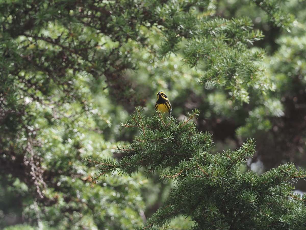 Townsend's Warbler - ML398043531