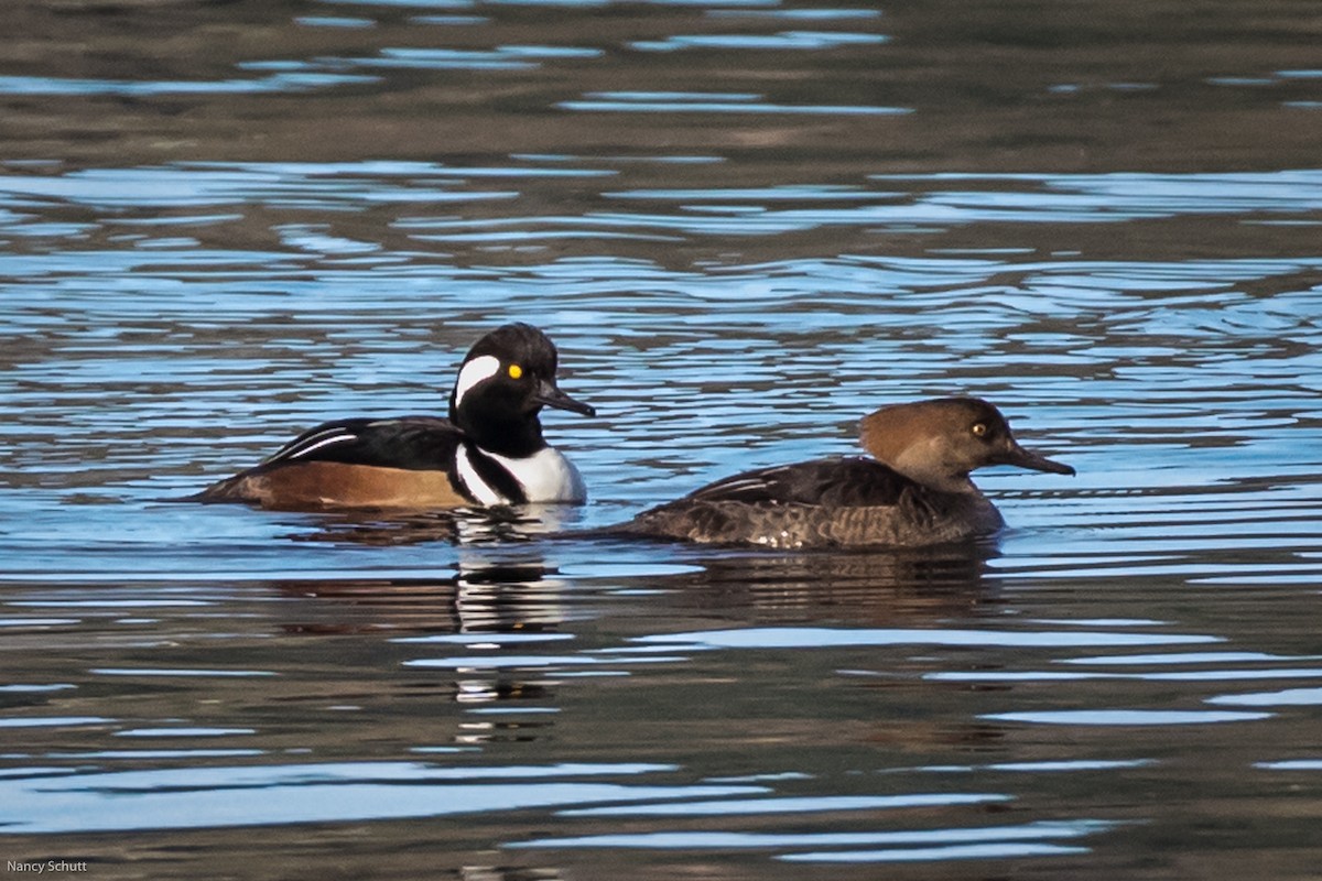 Hooded Merganser - ML398043891