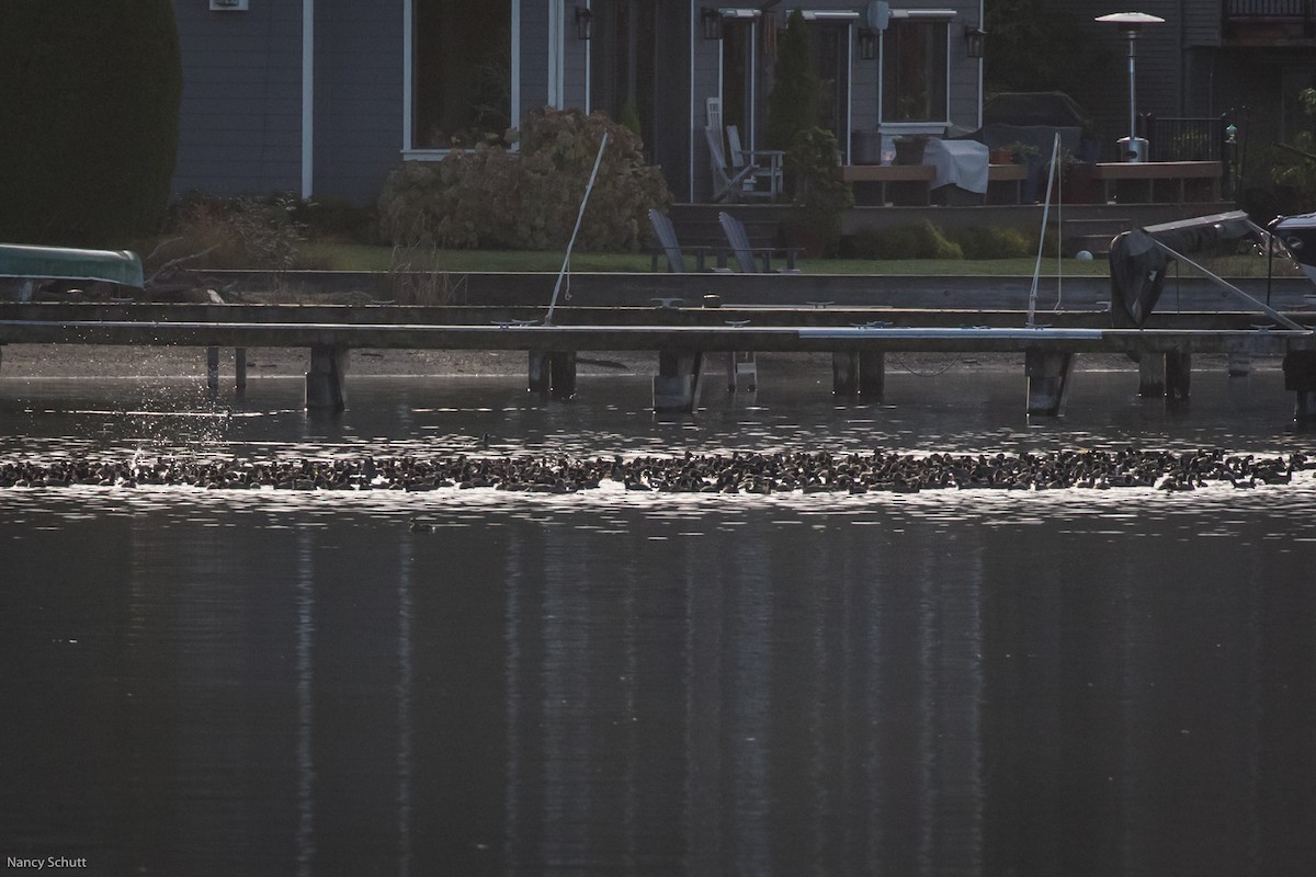 American Coot - ML398044231