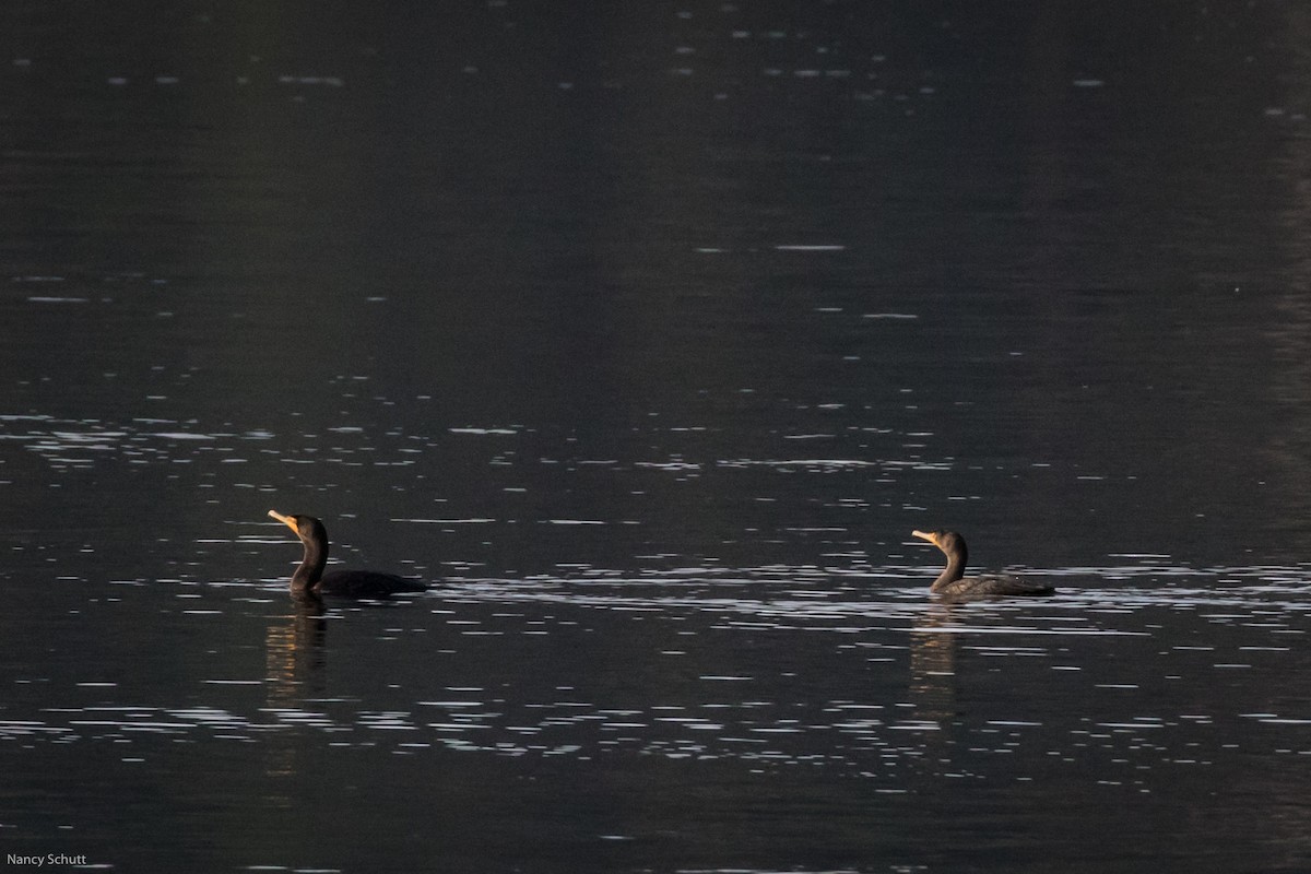 Double-crested Cormorant - ML398044291