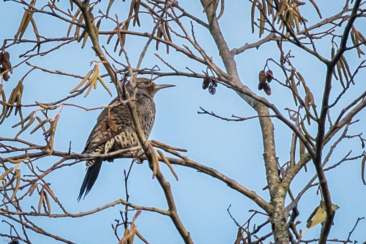 Northern Flicker - ML398044481