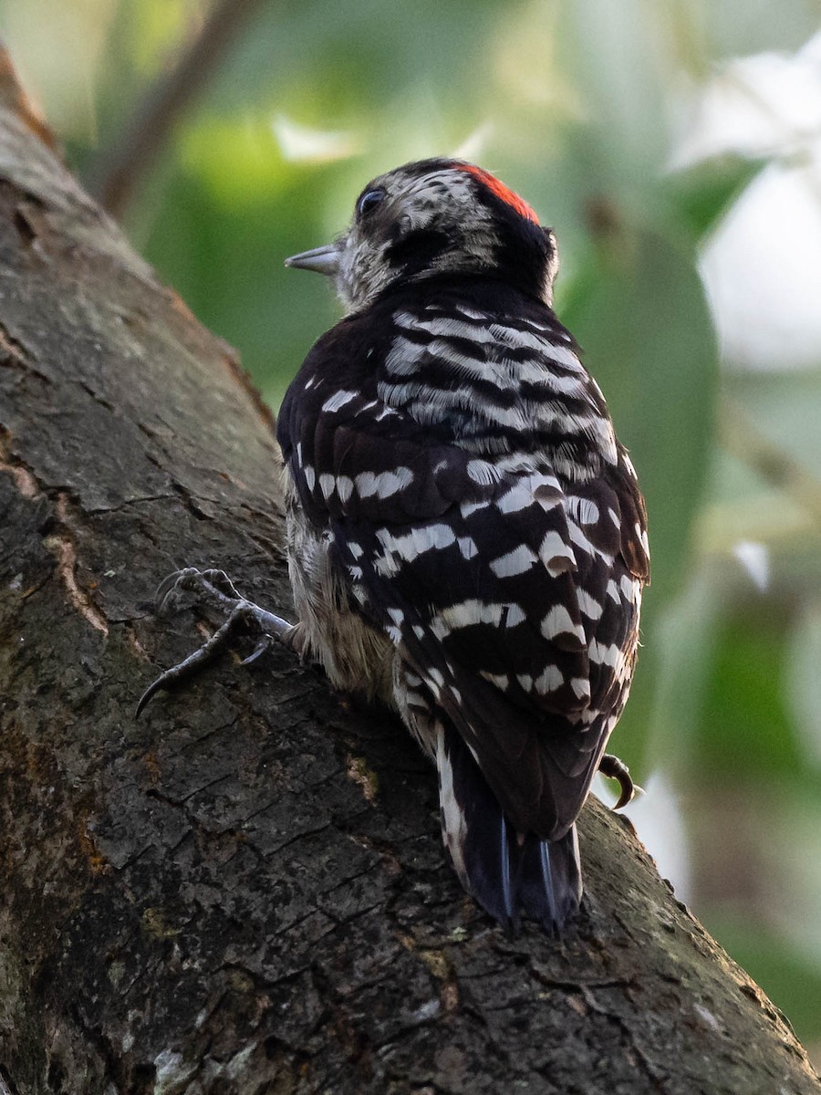 Gray-capped Pygmy Woodpecker - Md Manirul Islam