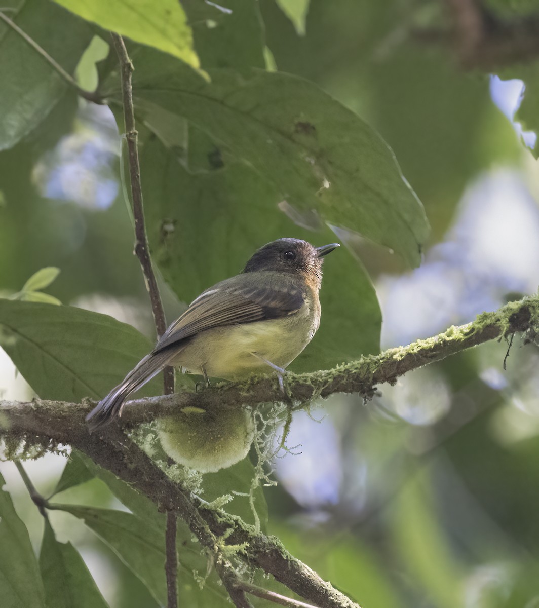 Rufous-breasted Flycatcher - ML398047621