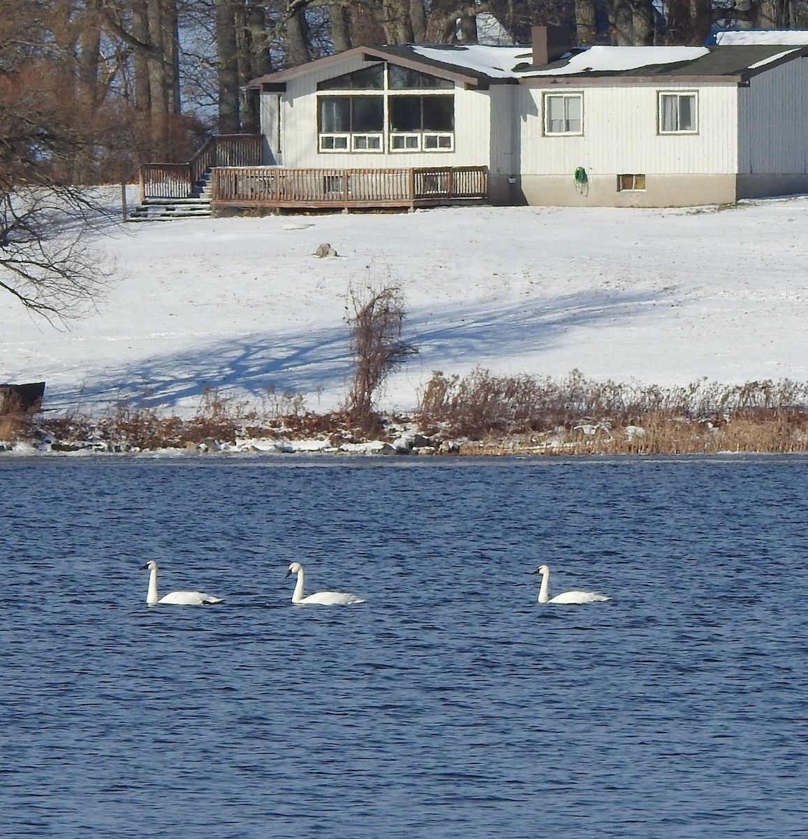 Cisne Trompetero - ML398048591