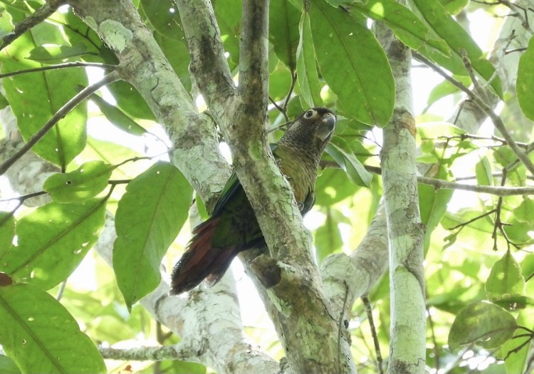 Bonaparte's Parakeet - ML398048781