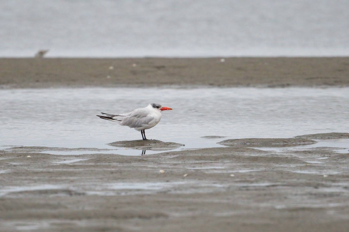 Caspian Tern - ML398049871