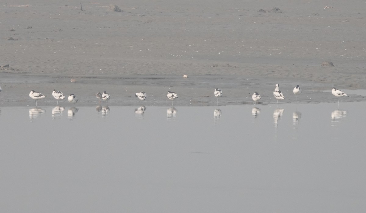 Pied Avocet - Prof Chandan Singh Dalawat