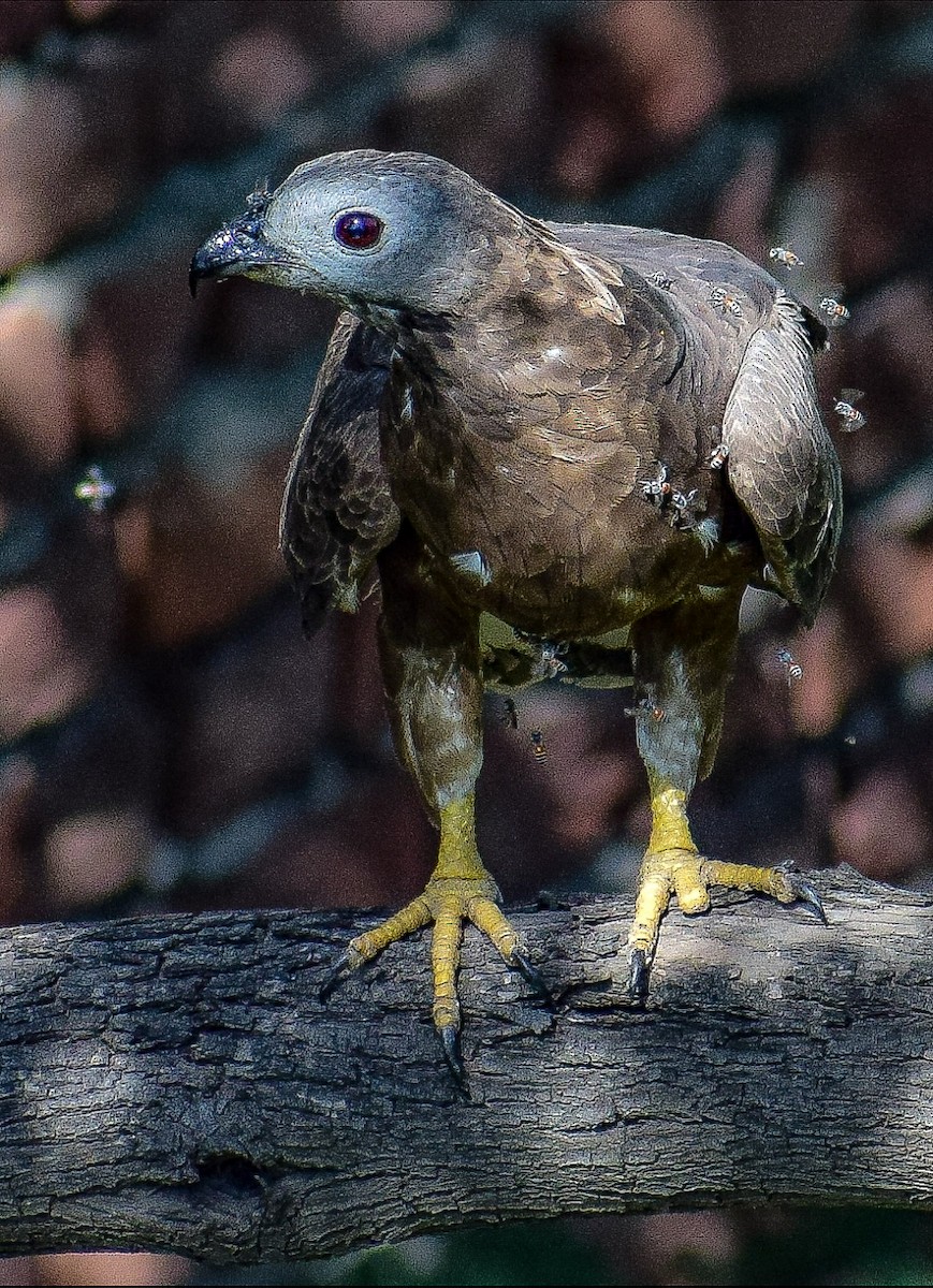 Oriental Honey-buzzard - ML398051171