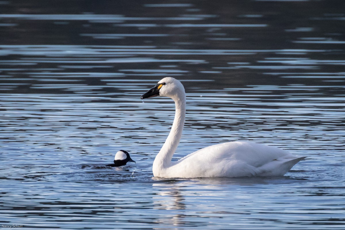 Cygne siffleur - ML398052011