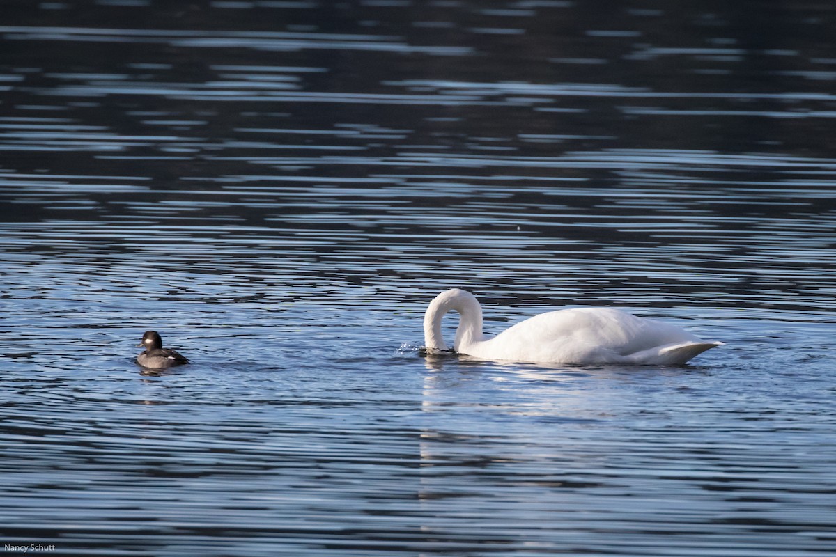 Tundra Swan - ML398052021