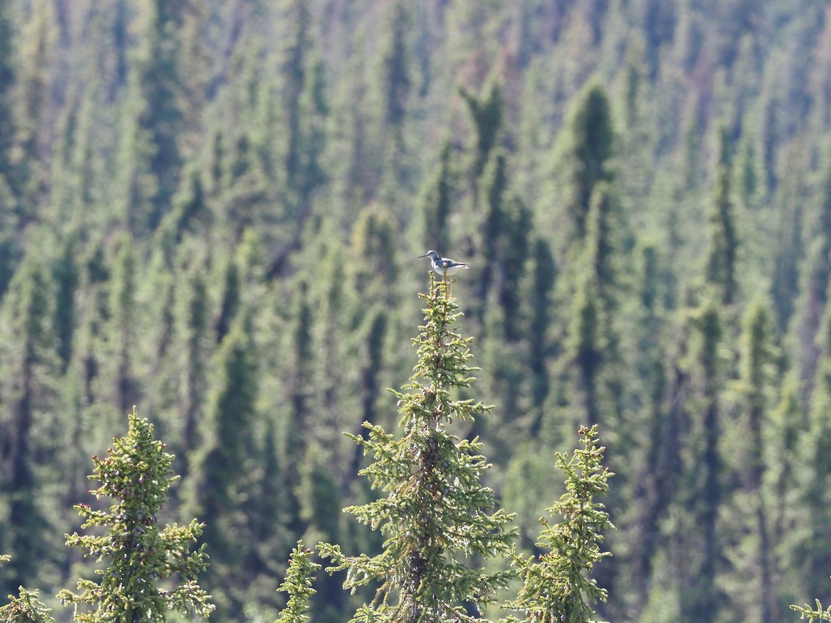 Lesser Yellowlegs - ML398052311