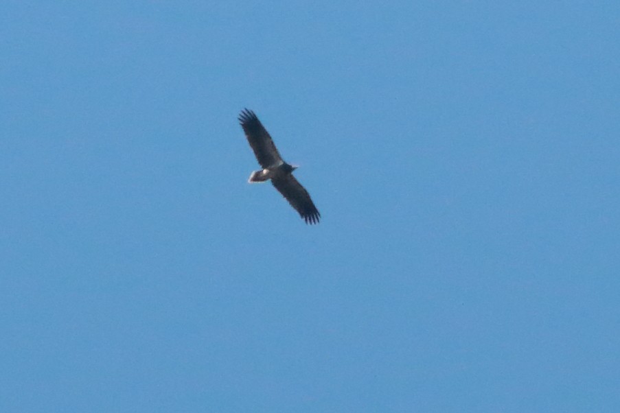 Egyptian Vulture - ML398052681