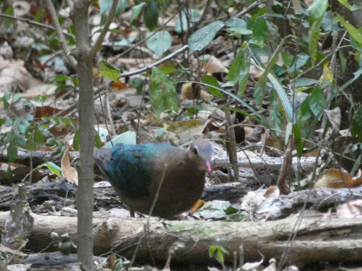 Asian Emerald Dove - Christopher Rustay