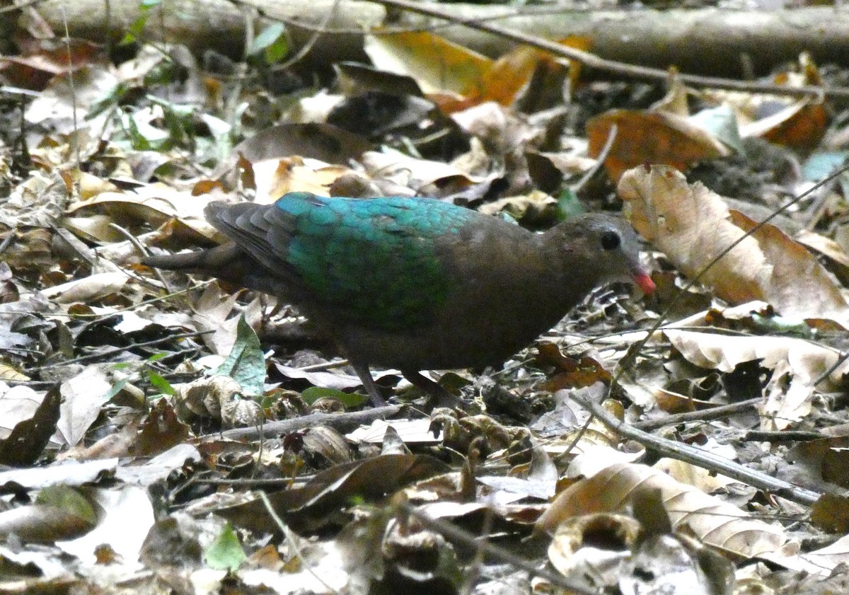 Asian Emerald Dove - Christopher Rustay