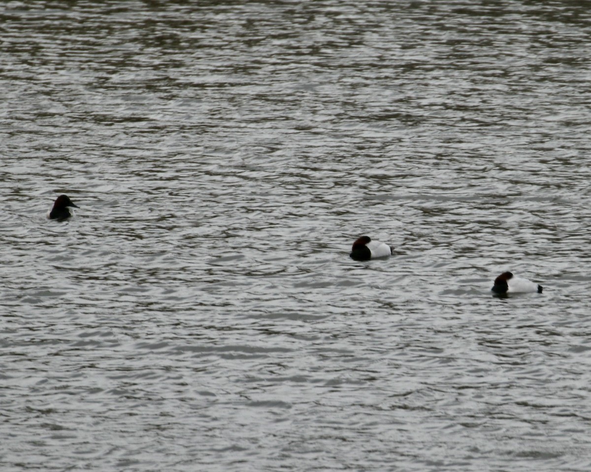 Canvasback - ML398053761