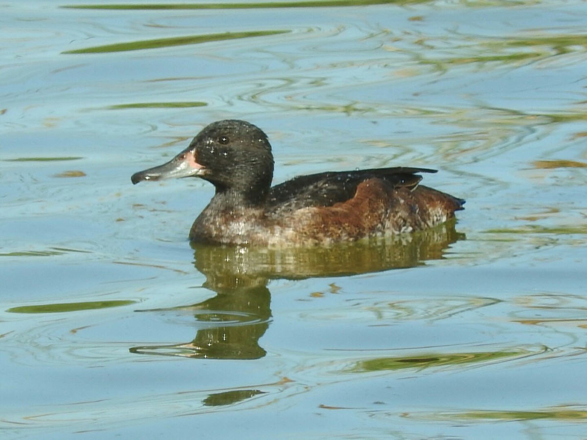 Black-headed Duck - ML398053801