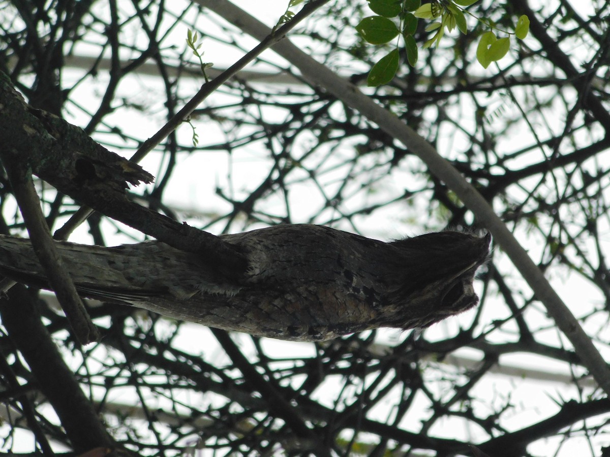 Common Potoo - ML398055481