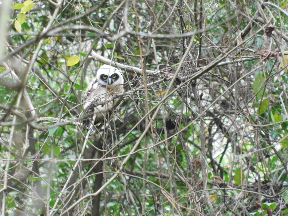 Spectacled Owl - ML398055981