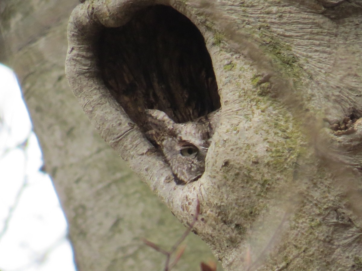 Eastern Screech-Owl - ML398056021