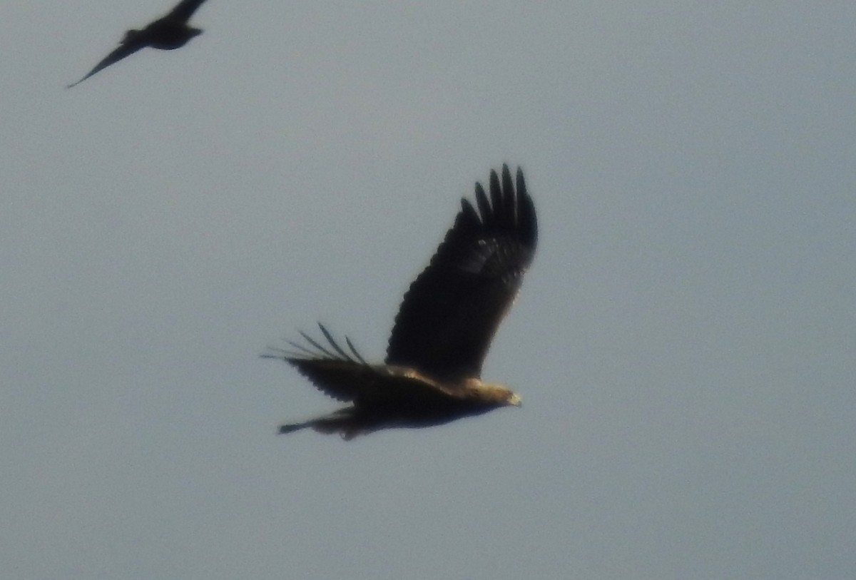 Golden Eagle - Jean W. Côté