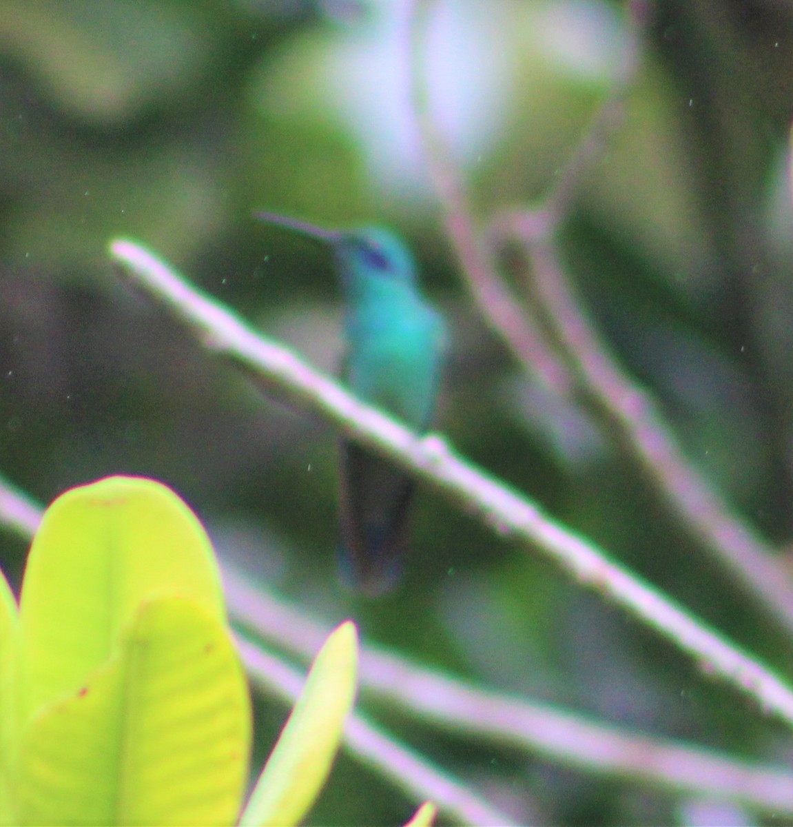 kolibřík modrouchý - ML398056111