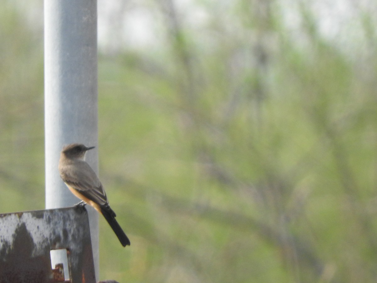 Say's Phoebe - ML398057231