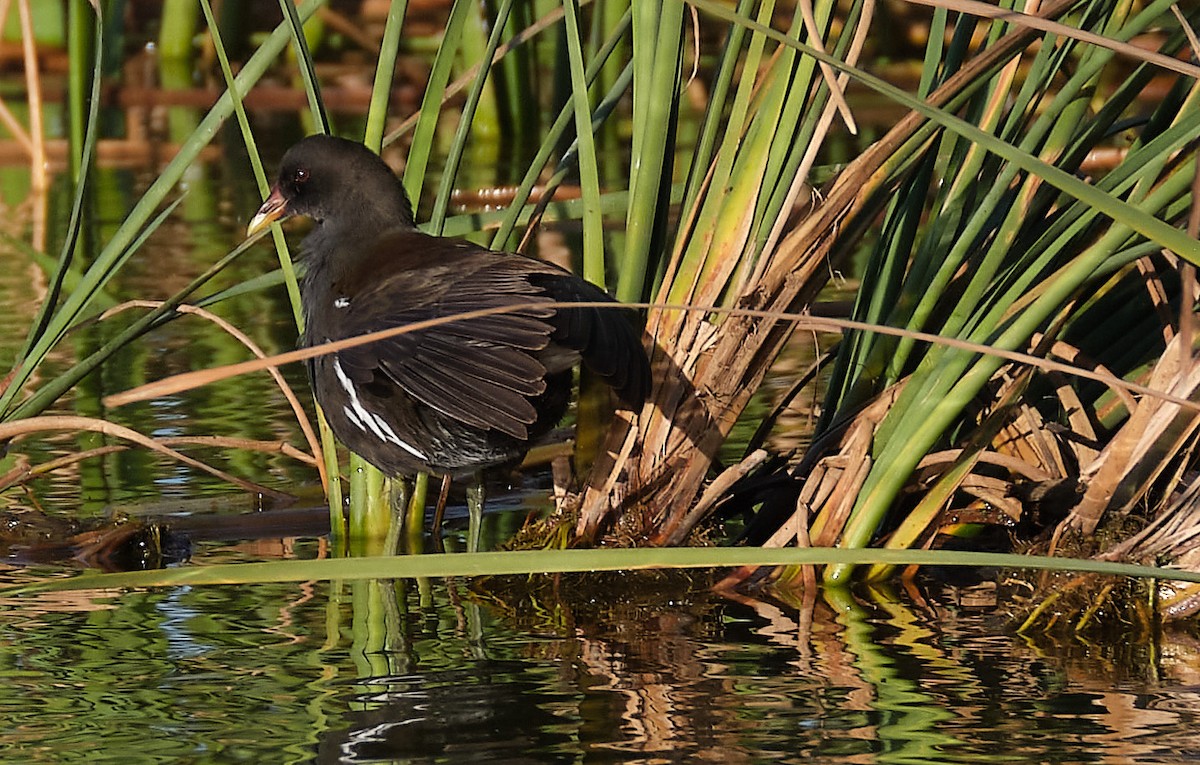 Eurasian Moorhen - Beata Milhano