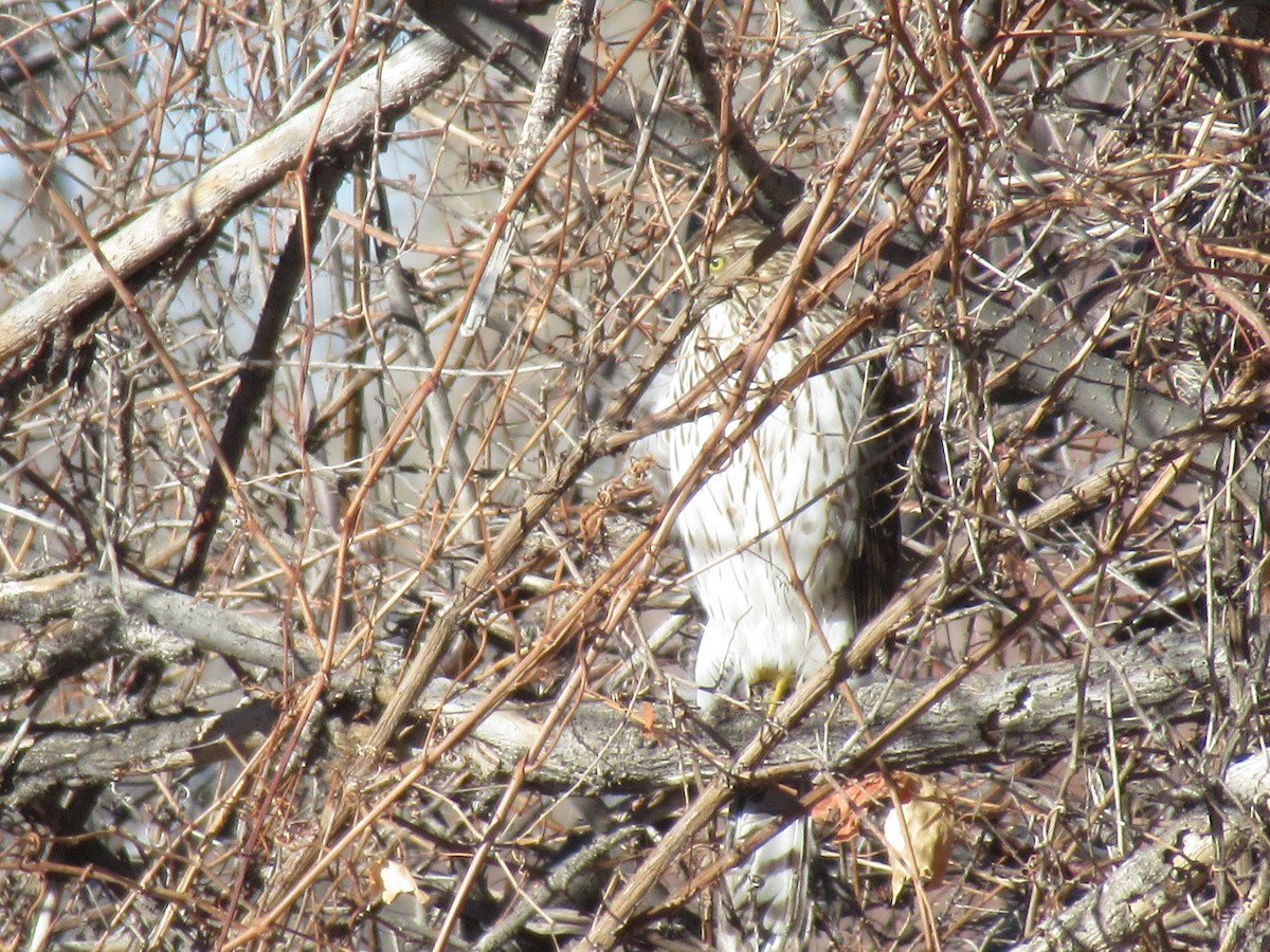 Cooper's Hawk - ML398057871
