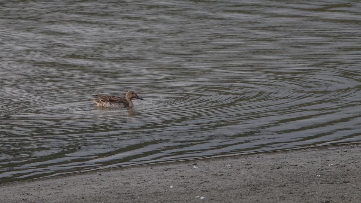 Northern Pintail - ML398057891