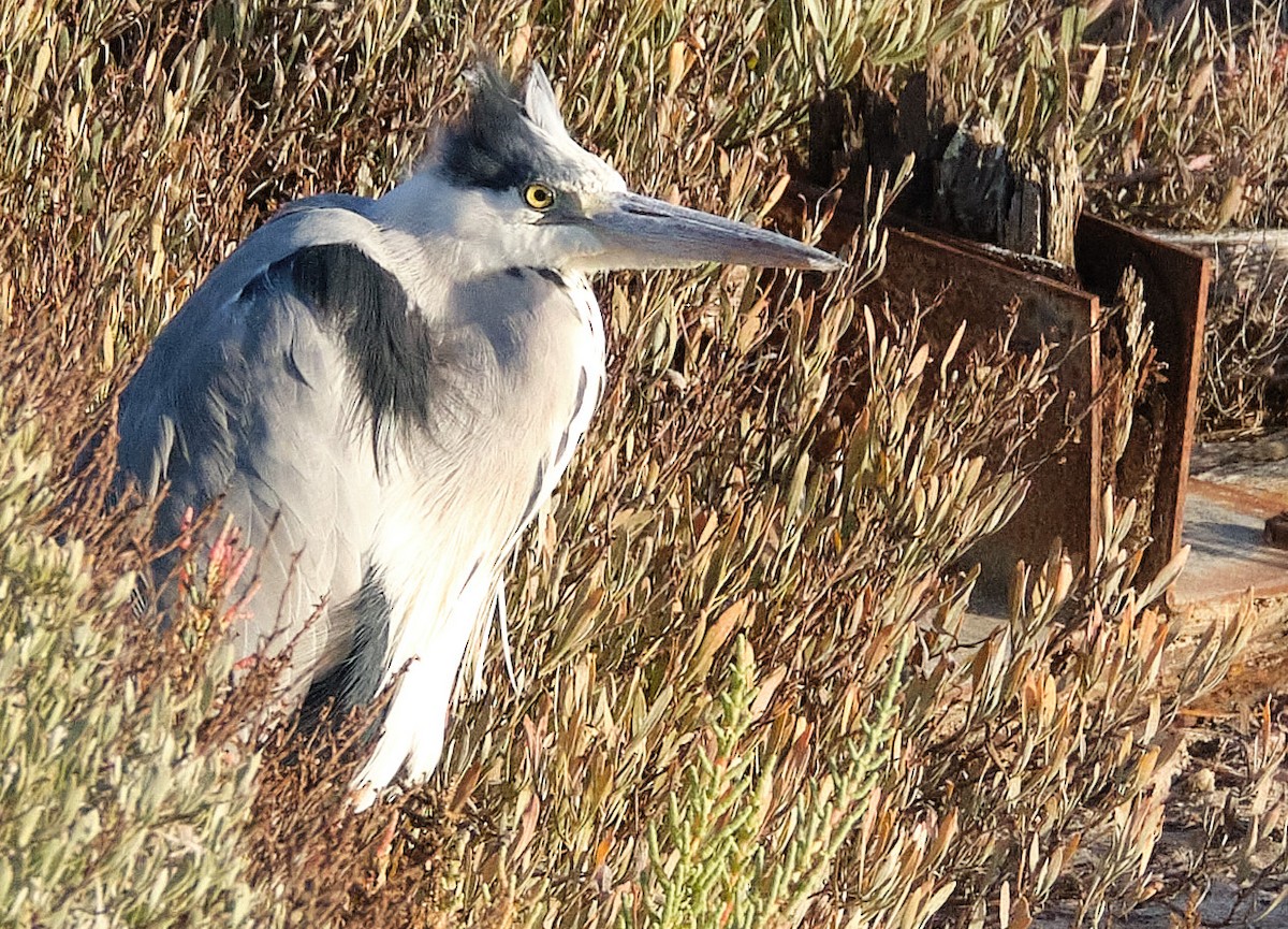 Gray Heron - ML398057951