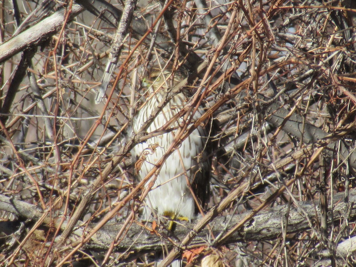 Cooper's Hawk - ML398058391