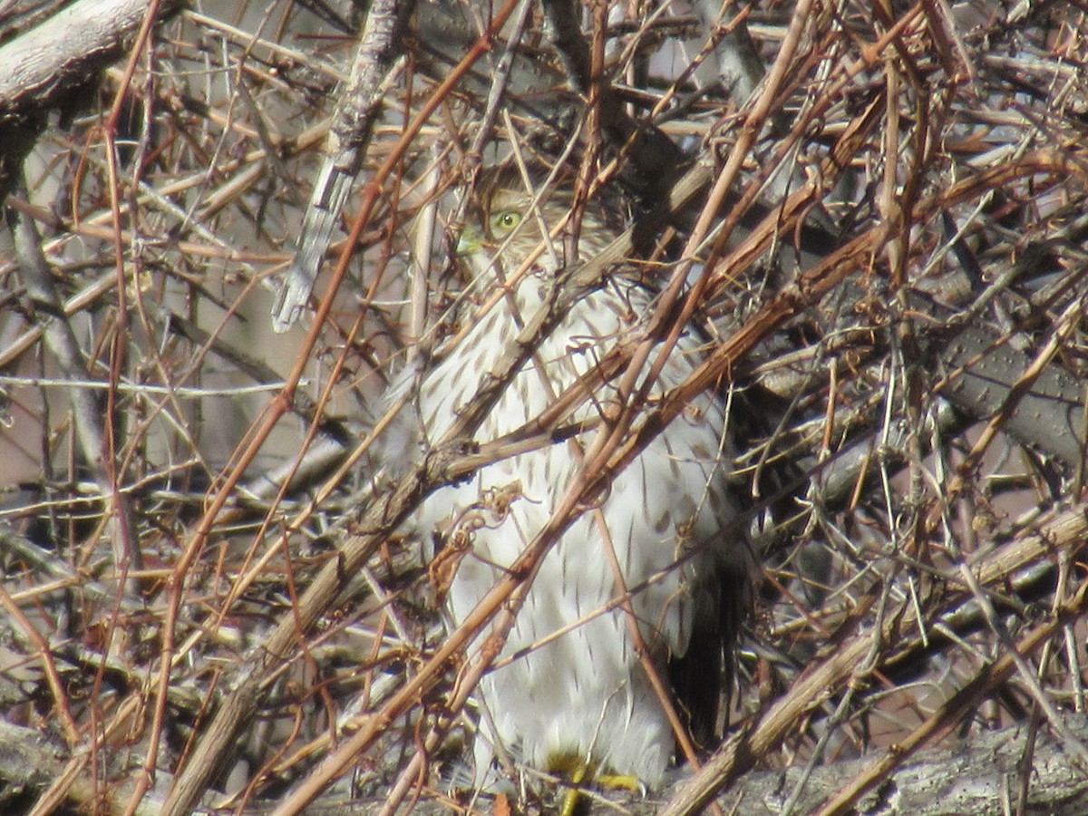 Cooper's Hawk - ML398058581