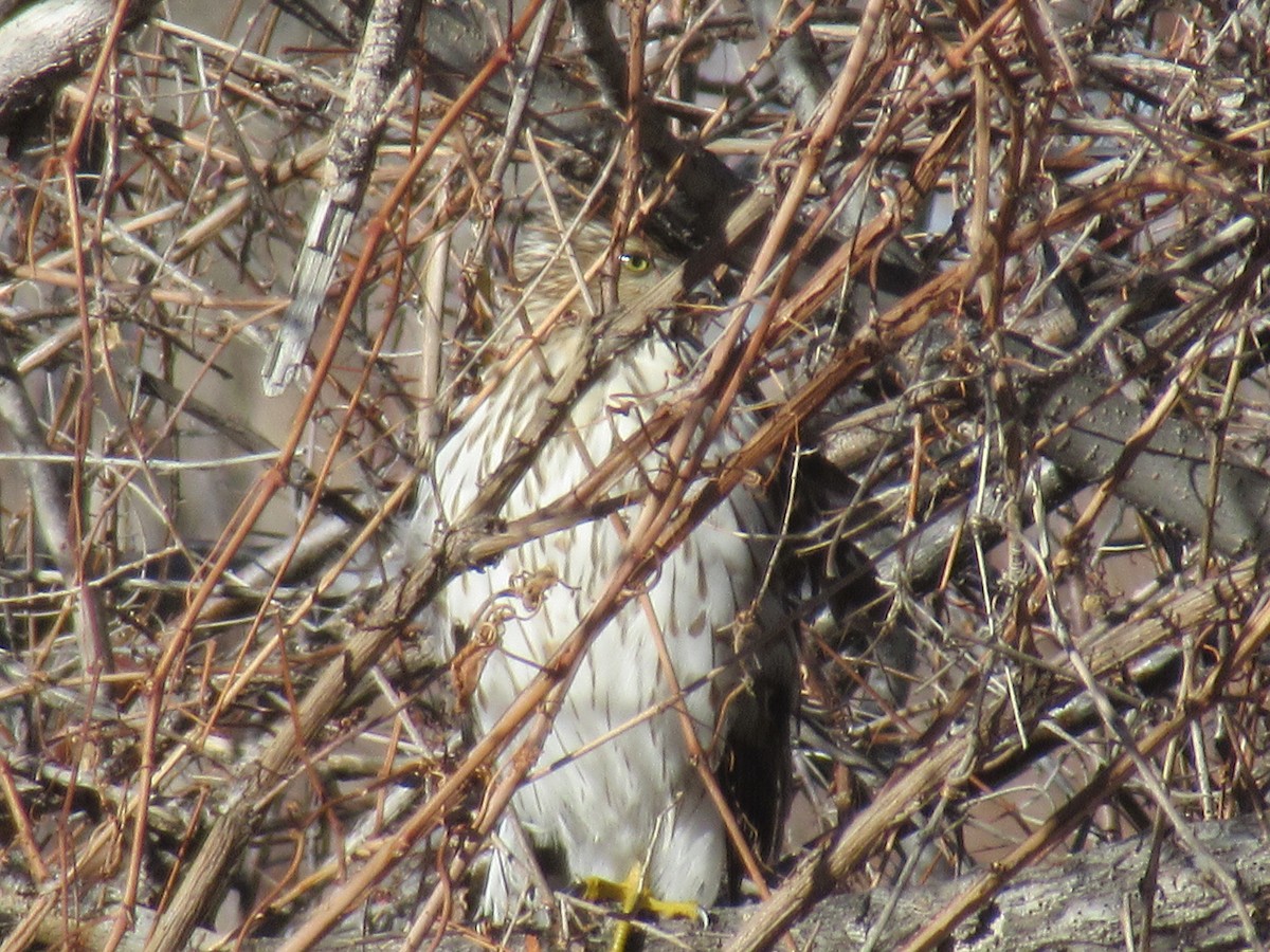 Cooper's Hawk - ML398058641