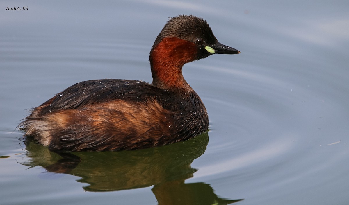 Little Grebe - ML398058731