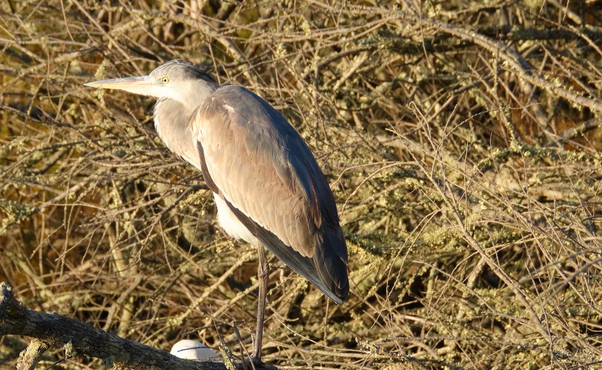 Gray Heron - ML398058851