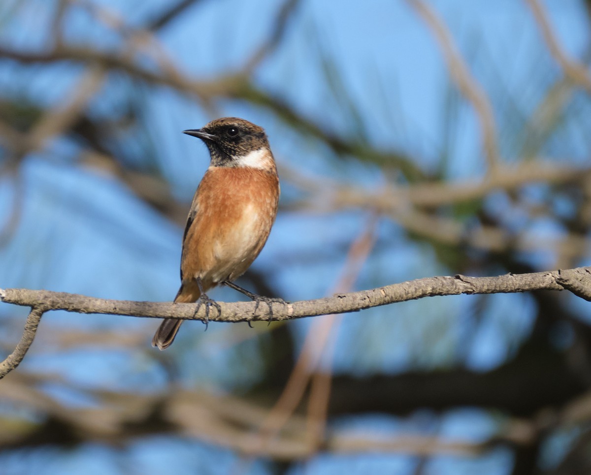 European Stonechat - ML398059391