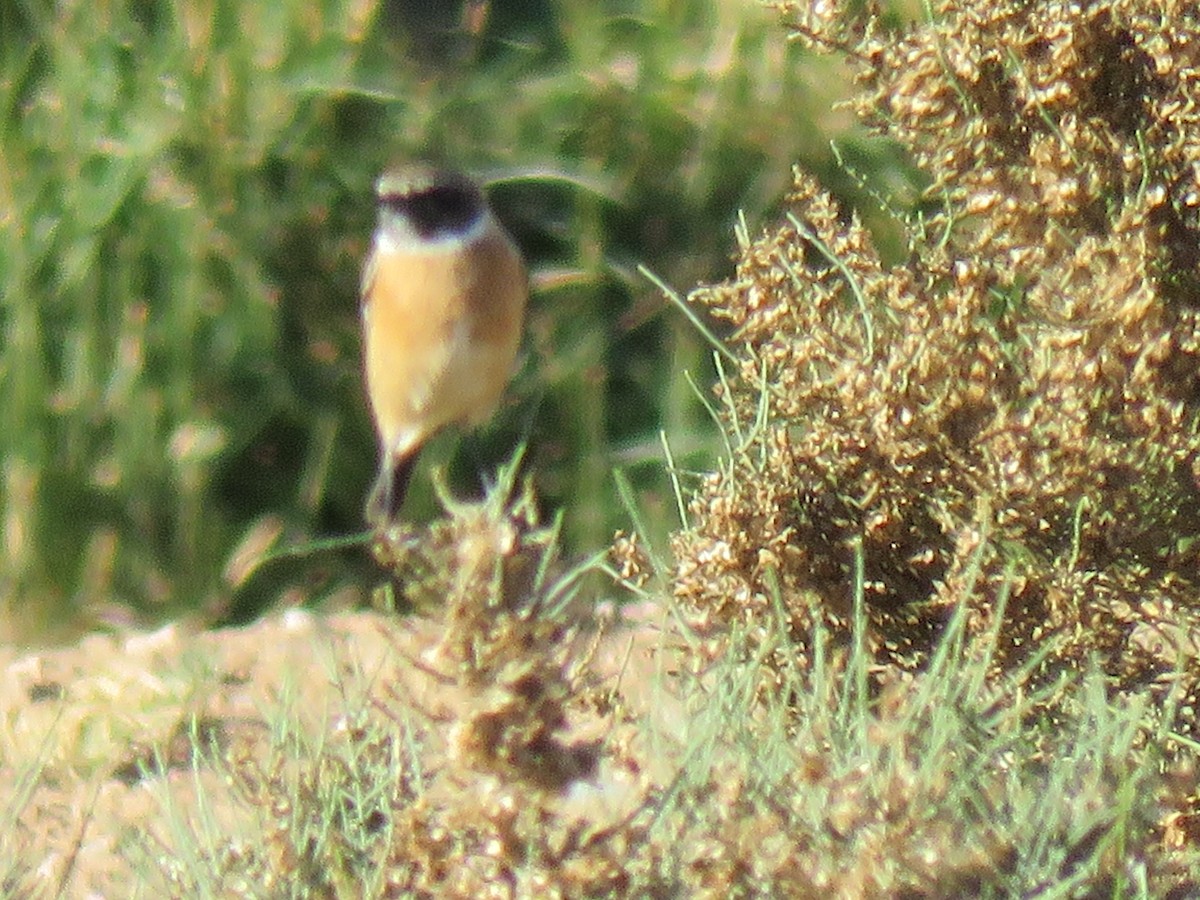 European Stonechat - ML39806181