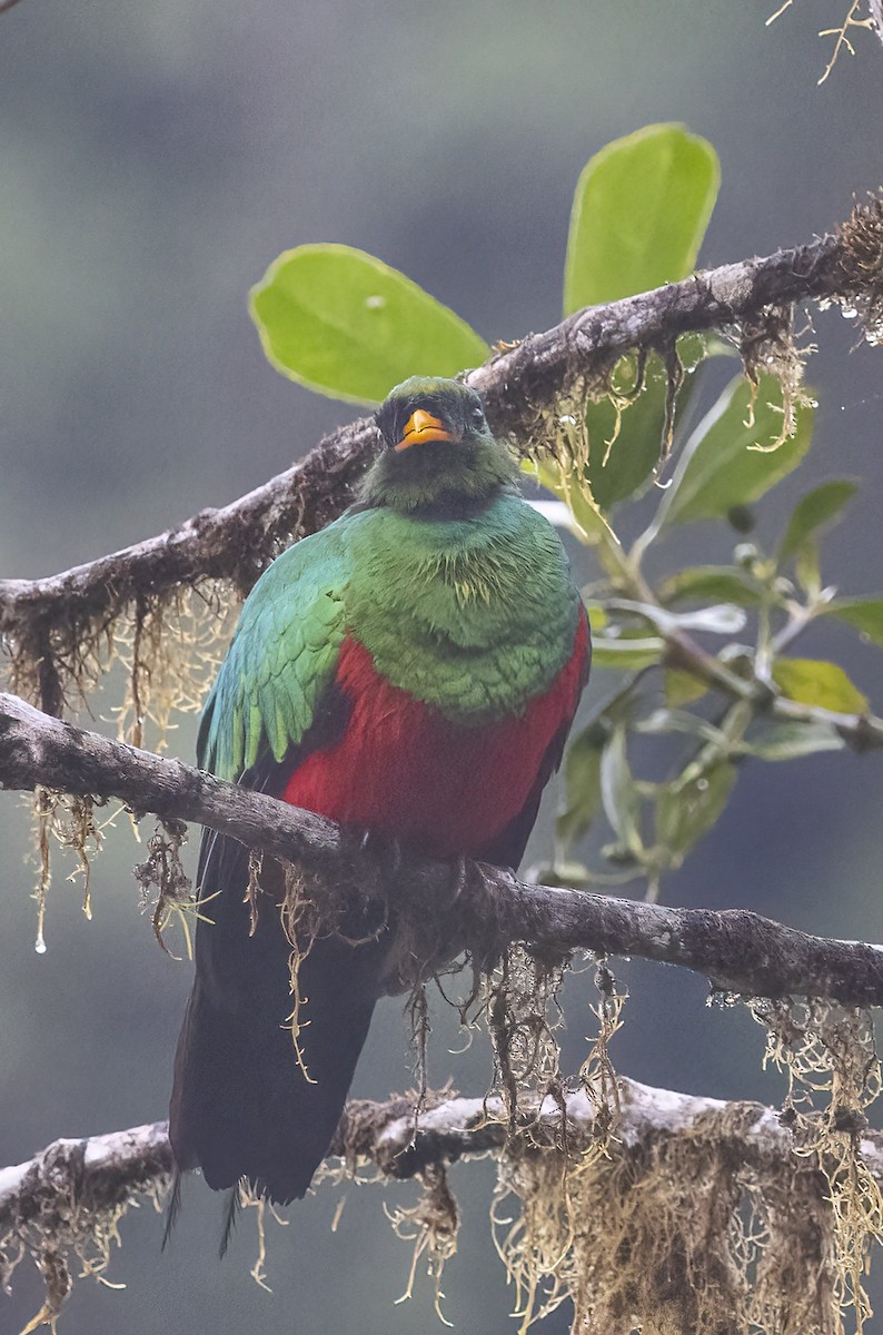 Golden-headed Quetzal - ML398061851